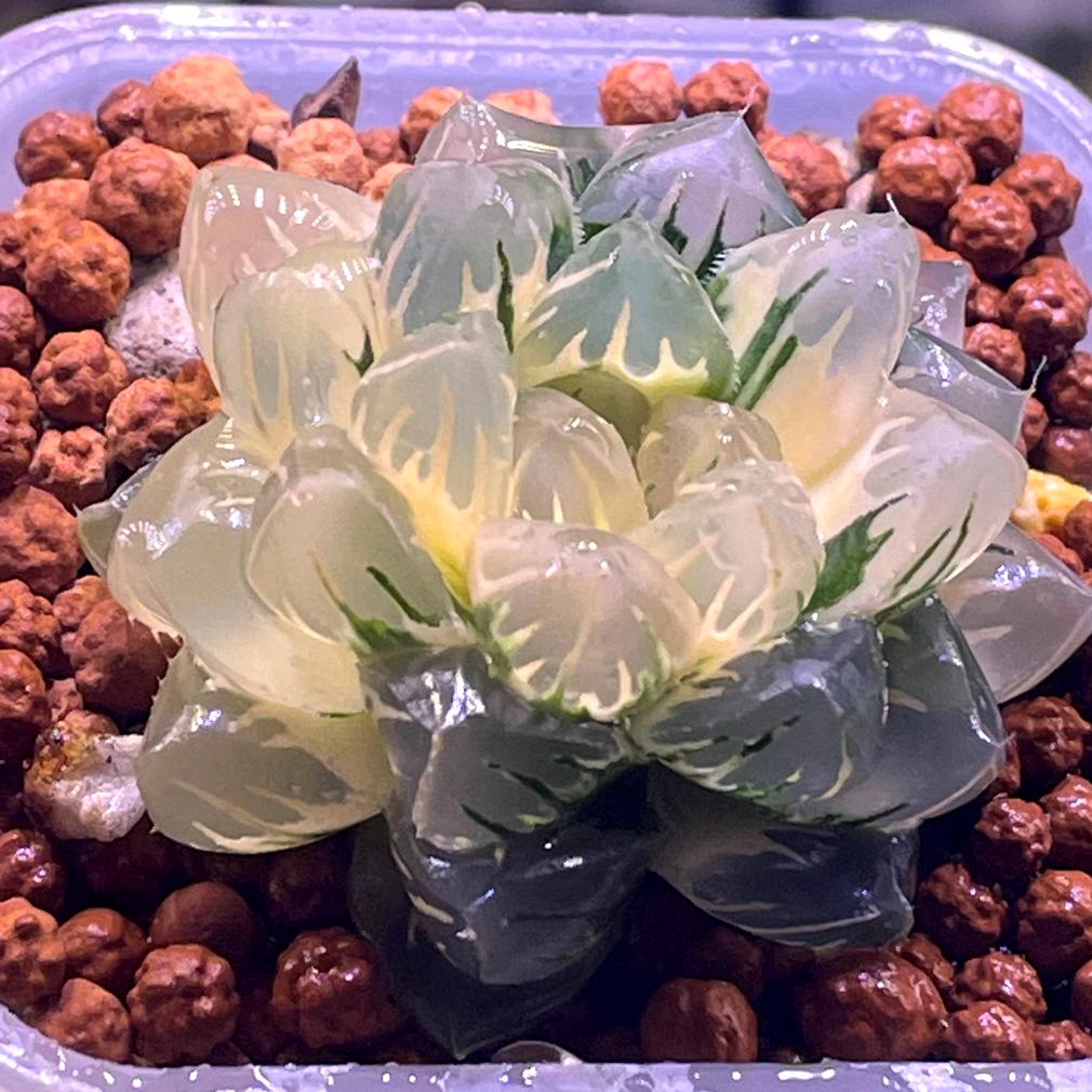 半墨离殇