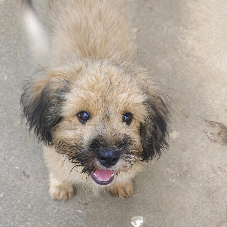 家有傻狗小弯弯