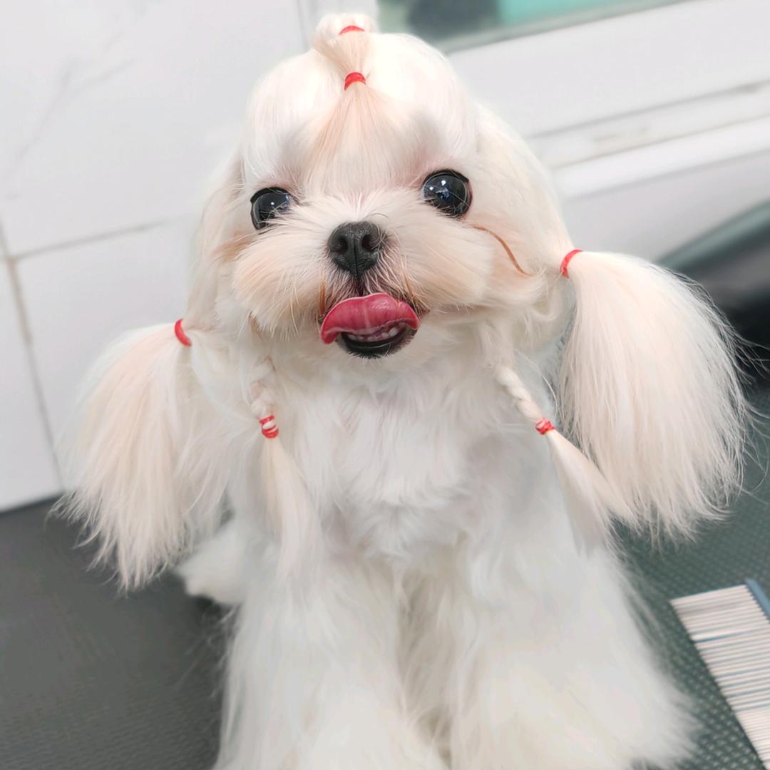 多巴胺的糖🐱🐕