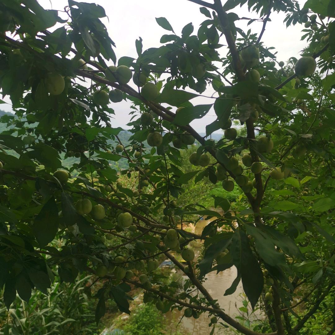 小爺