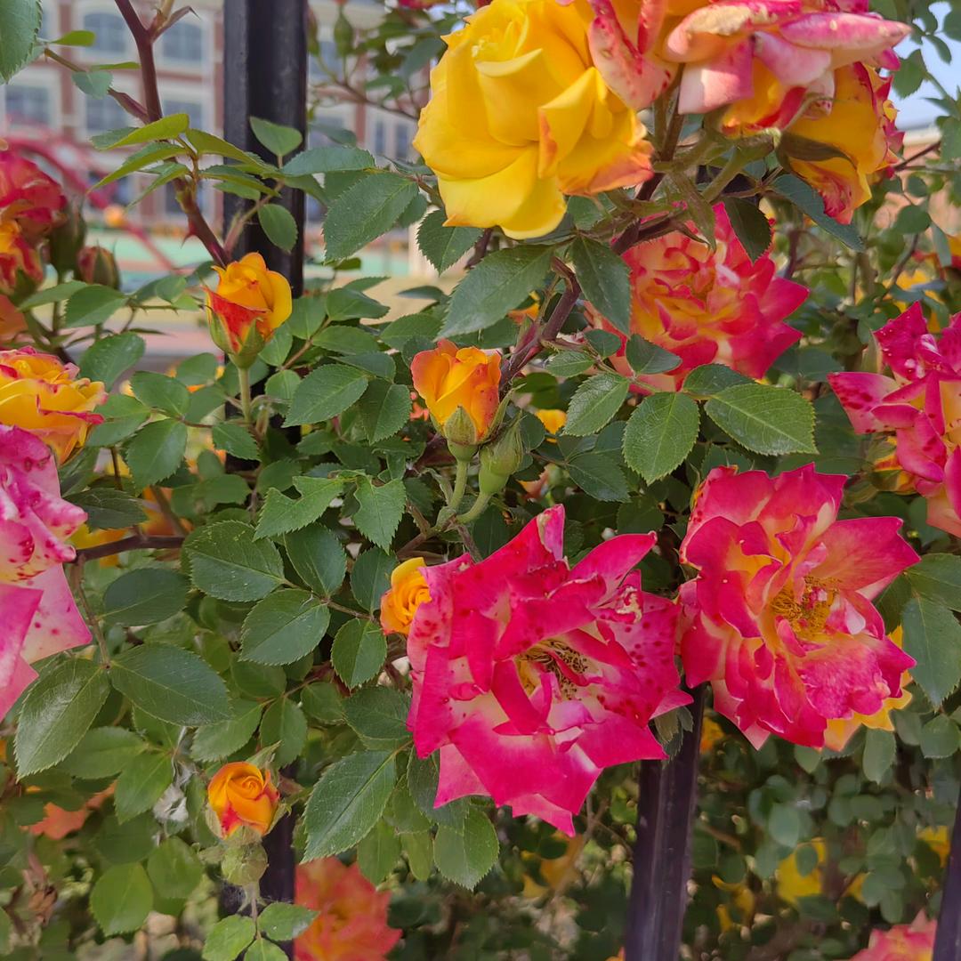 ～骄骄好物（上午9点10分开播）