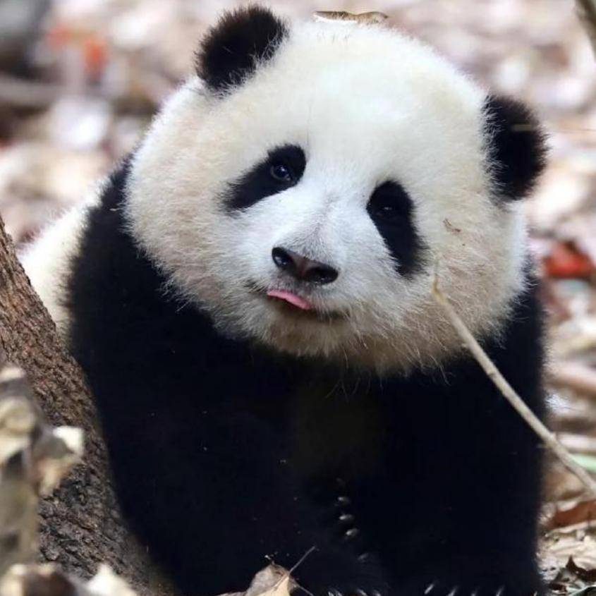 一片破瓦