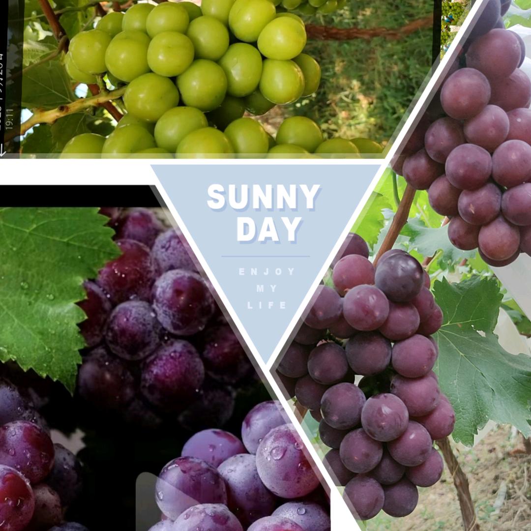 神卦葡萄采摘园