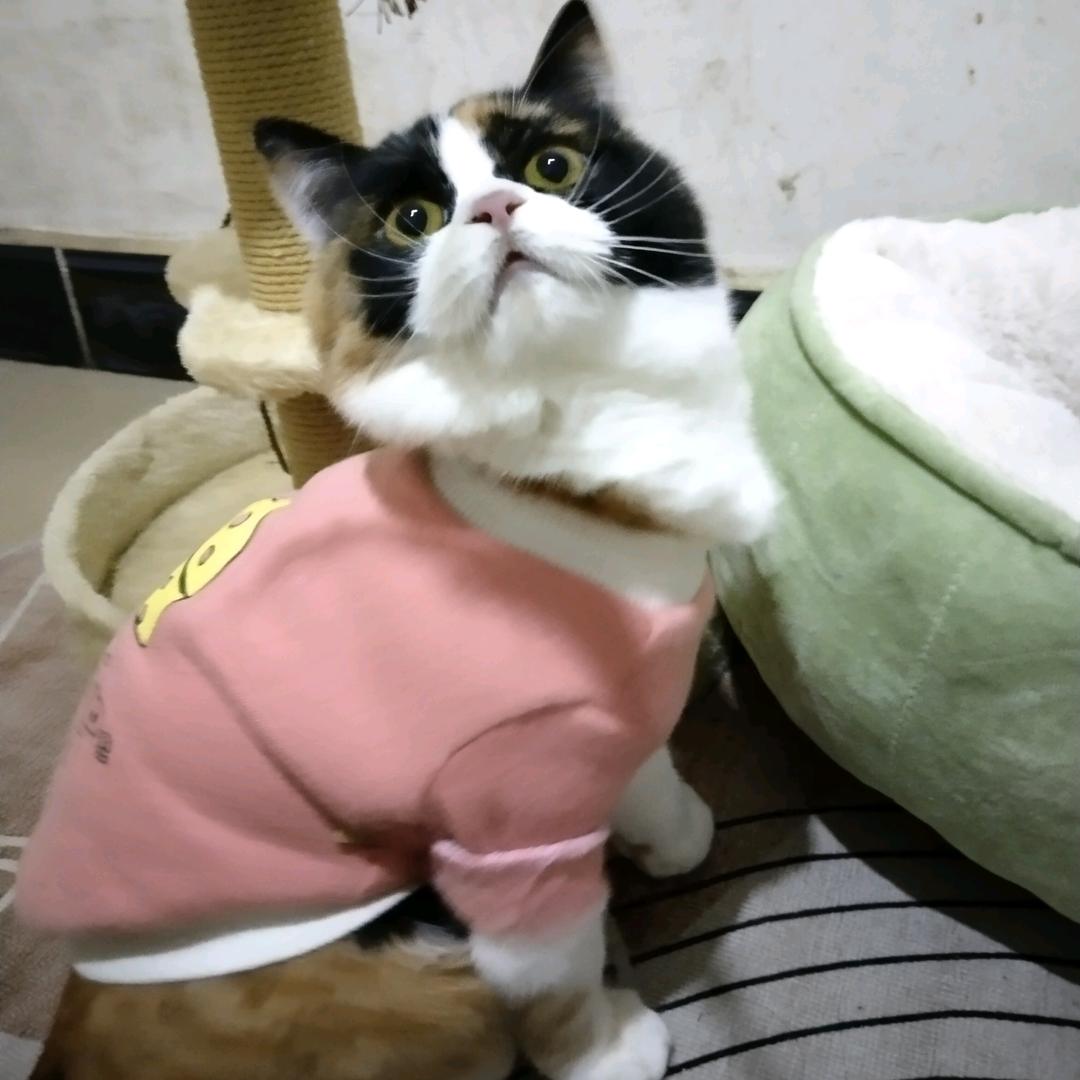 小满即是圆满(๑¯◡¯๑)