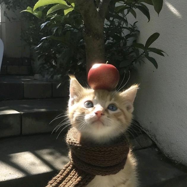 小鱼有话说