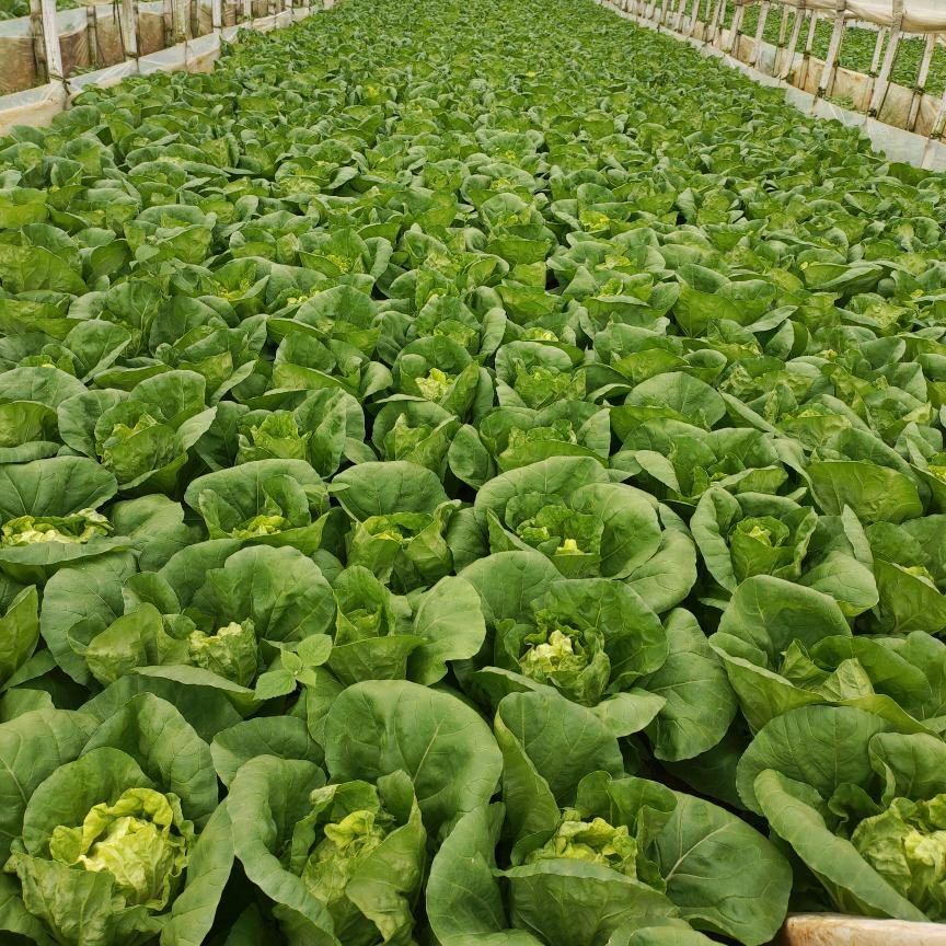 云南蔬菜种植 小吕