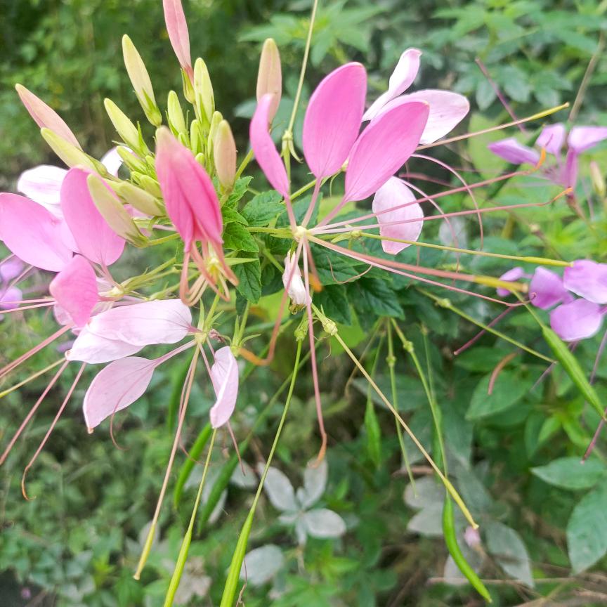 一路生花