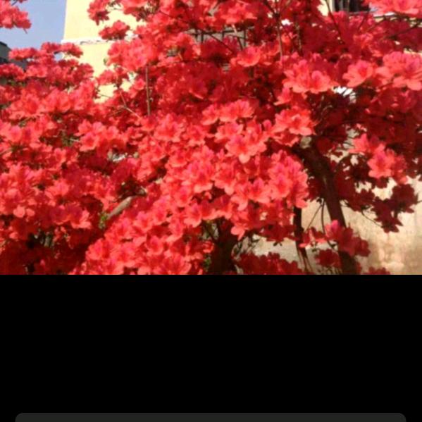 激情燃烧的的岁月