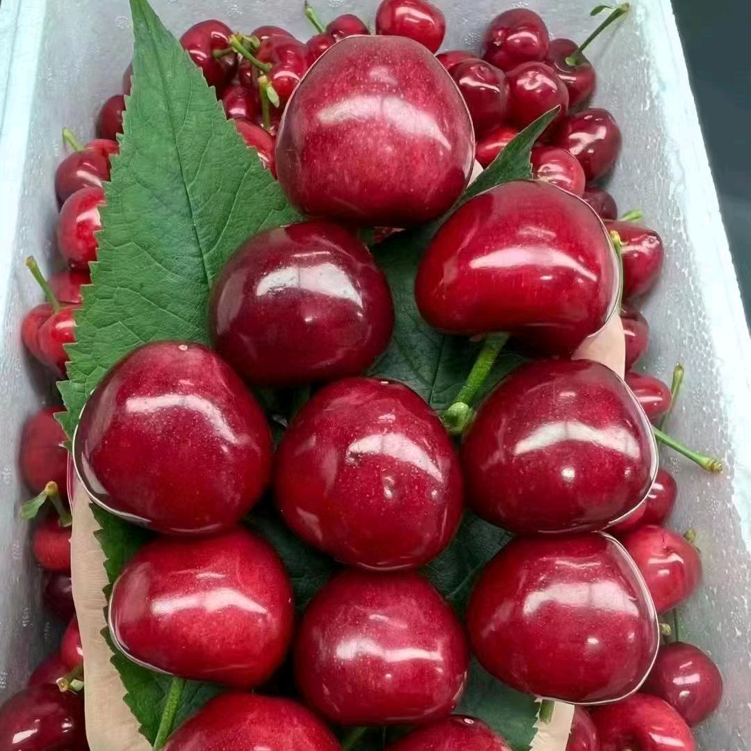 啊超 大连美枣樱桃棚