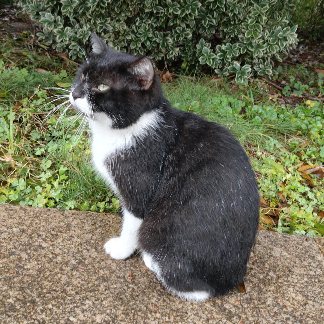 因提倡素食主义者吃植物人被打