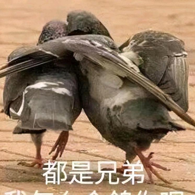 放荡不羁浪子鸽鸽