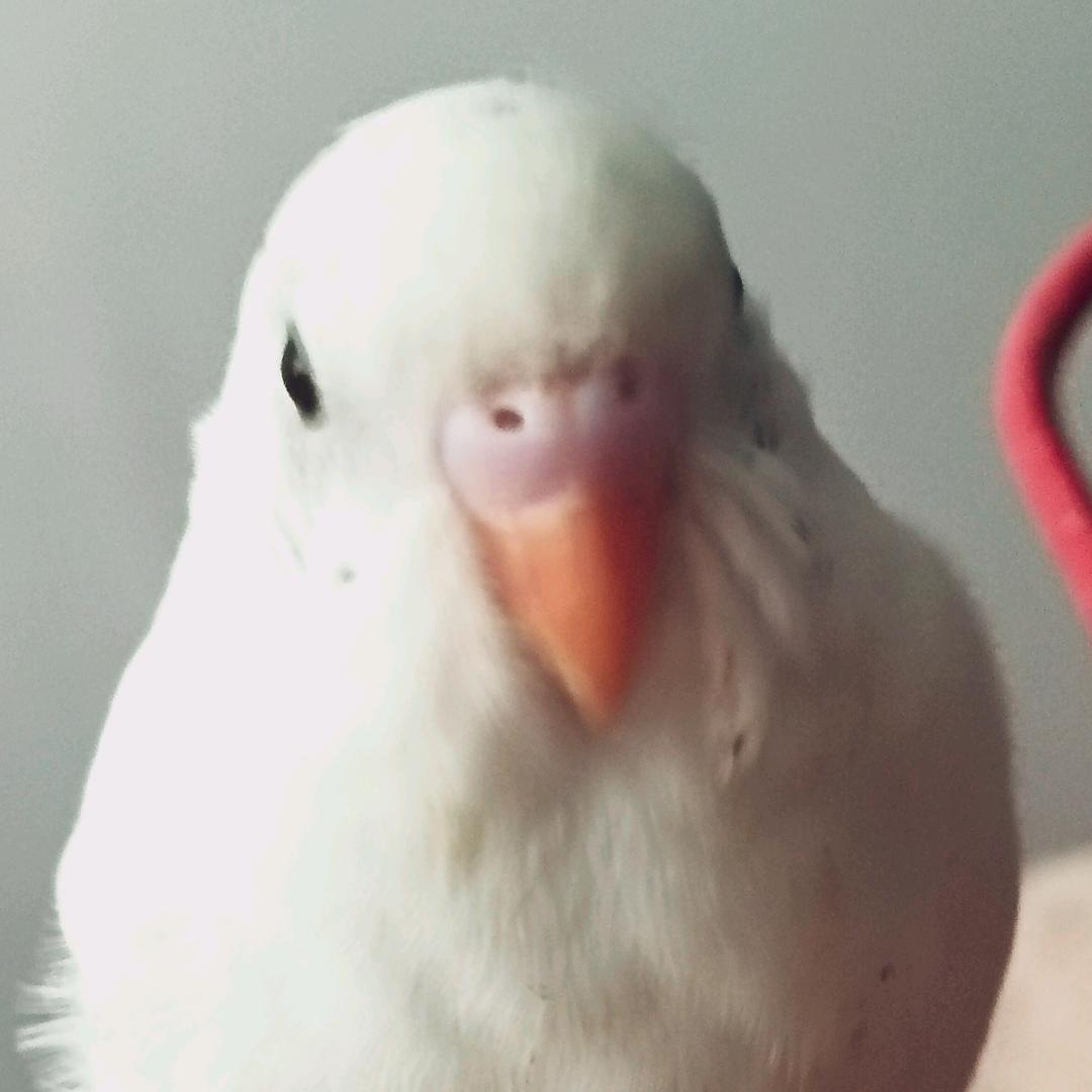 可爱的小鸟从不服输