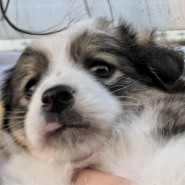 发发发发发🐶