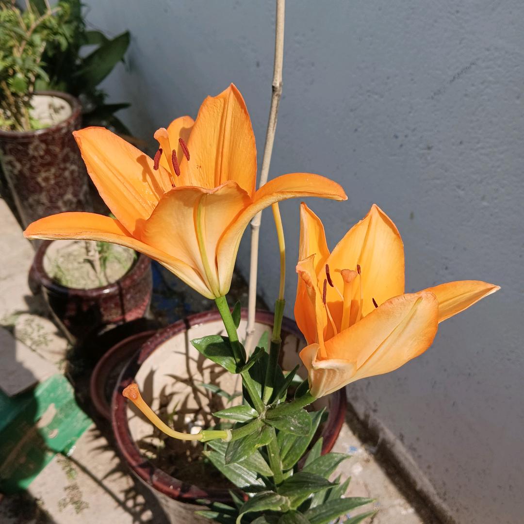 愿生活更美好