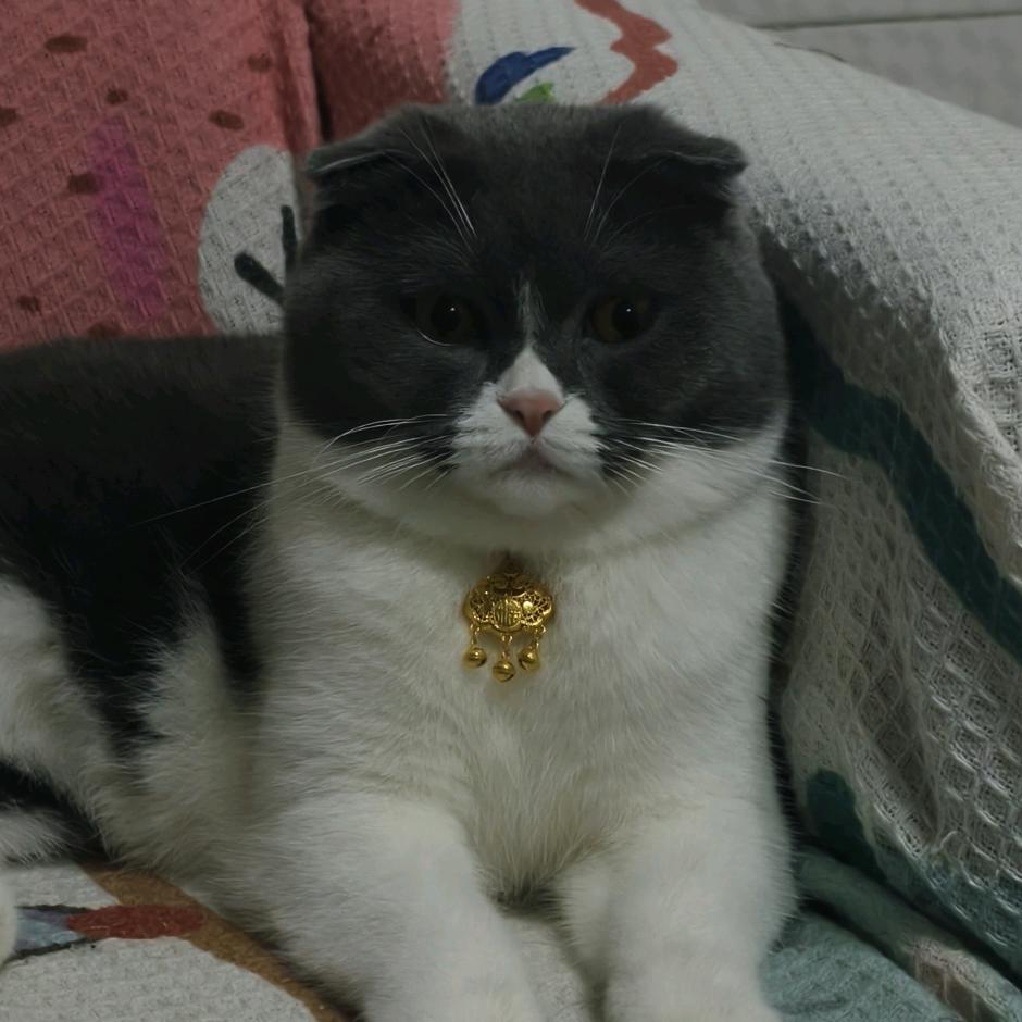 00后铲屎官上线🦮