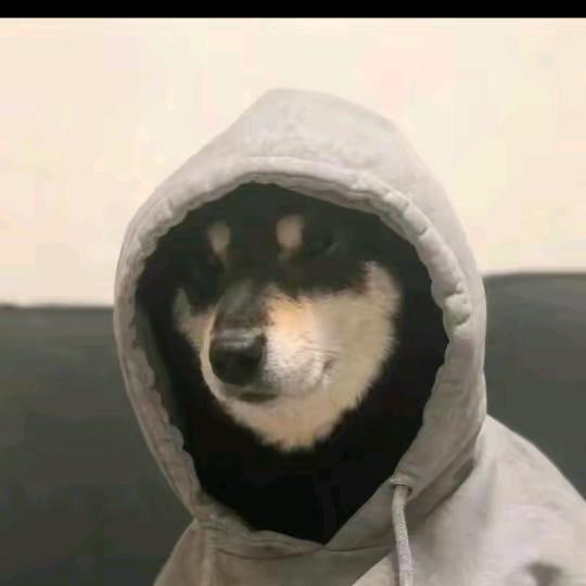 波崽