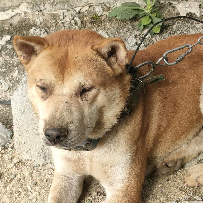 （甫哥）猎犬繁殖基地