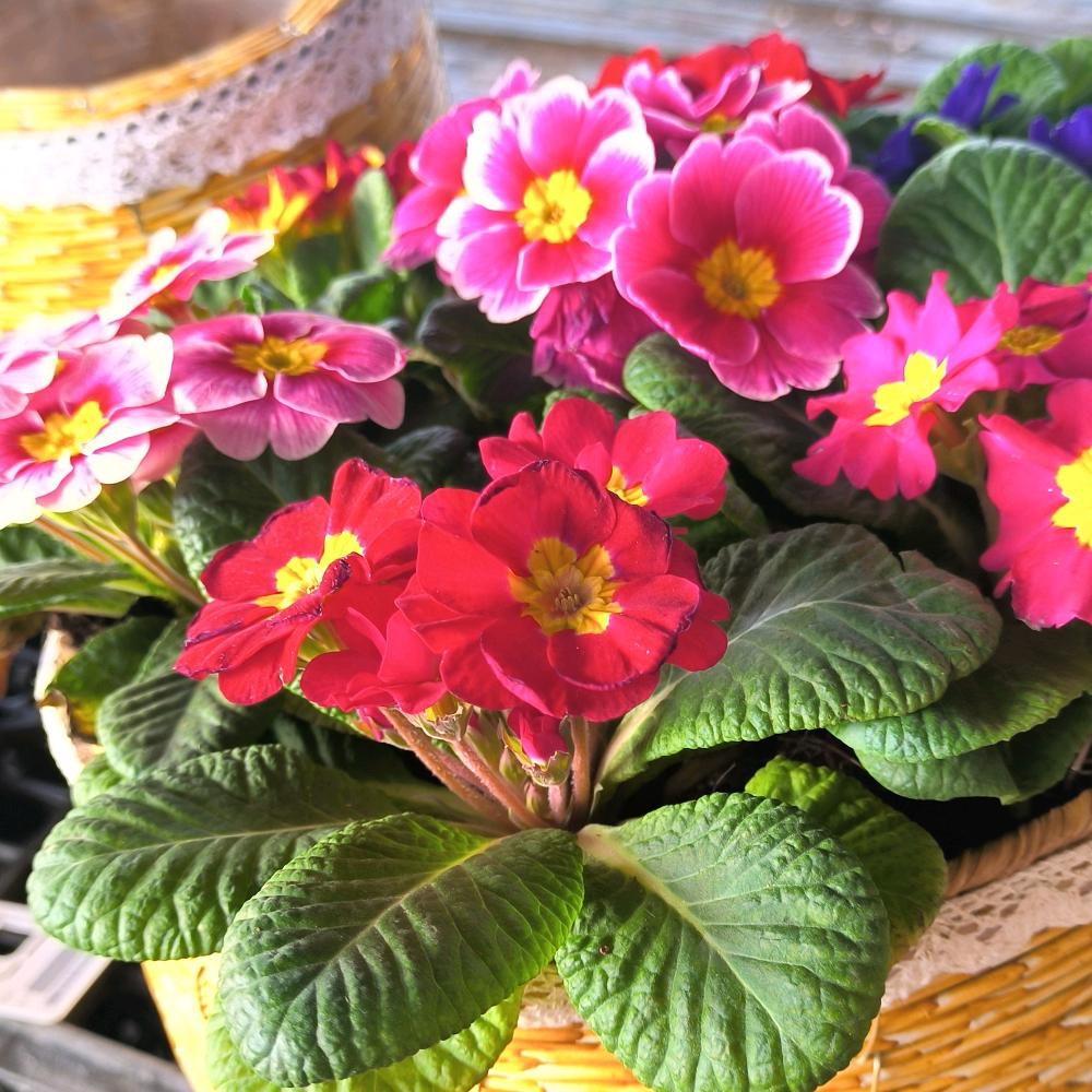 韩朵朵花卉园艺