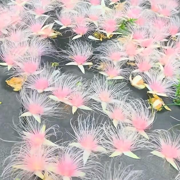 可儿