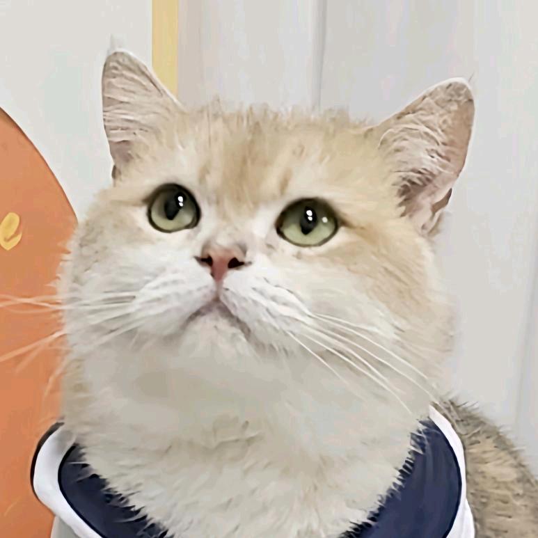 小猫奶油弟弟