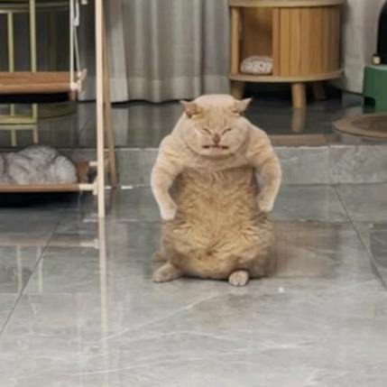 生气的小猫咪