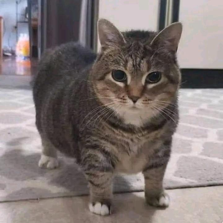 克里芬