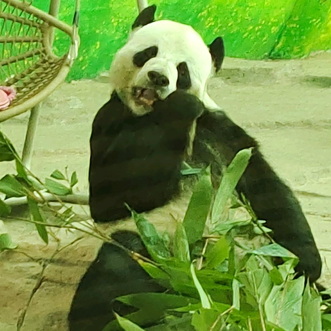 喜欢小熊猫呀