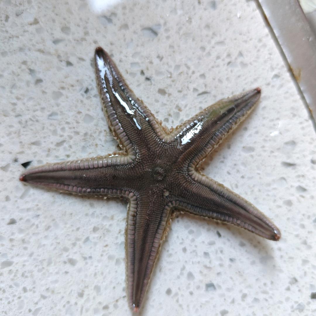 相思葵