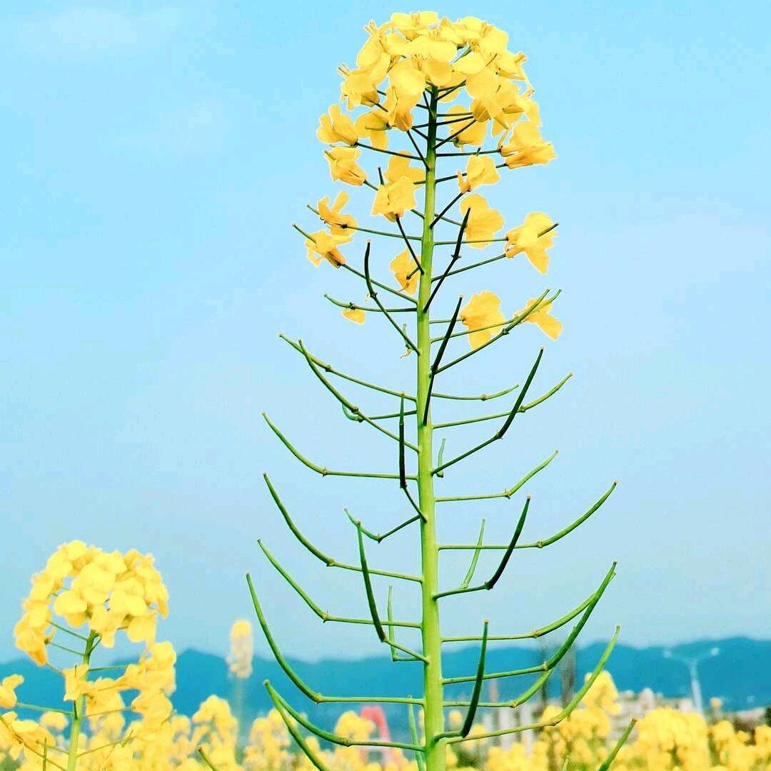 明天会更好