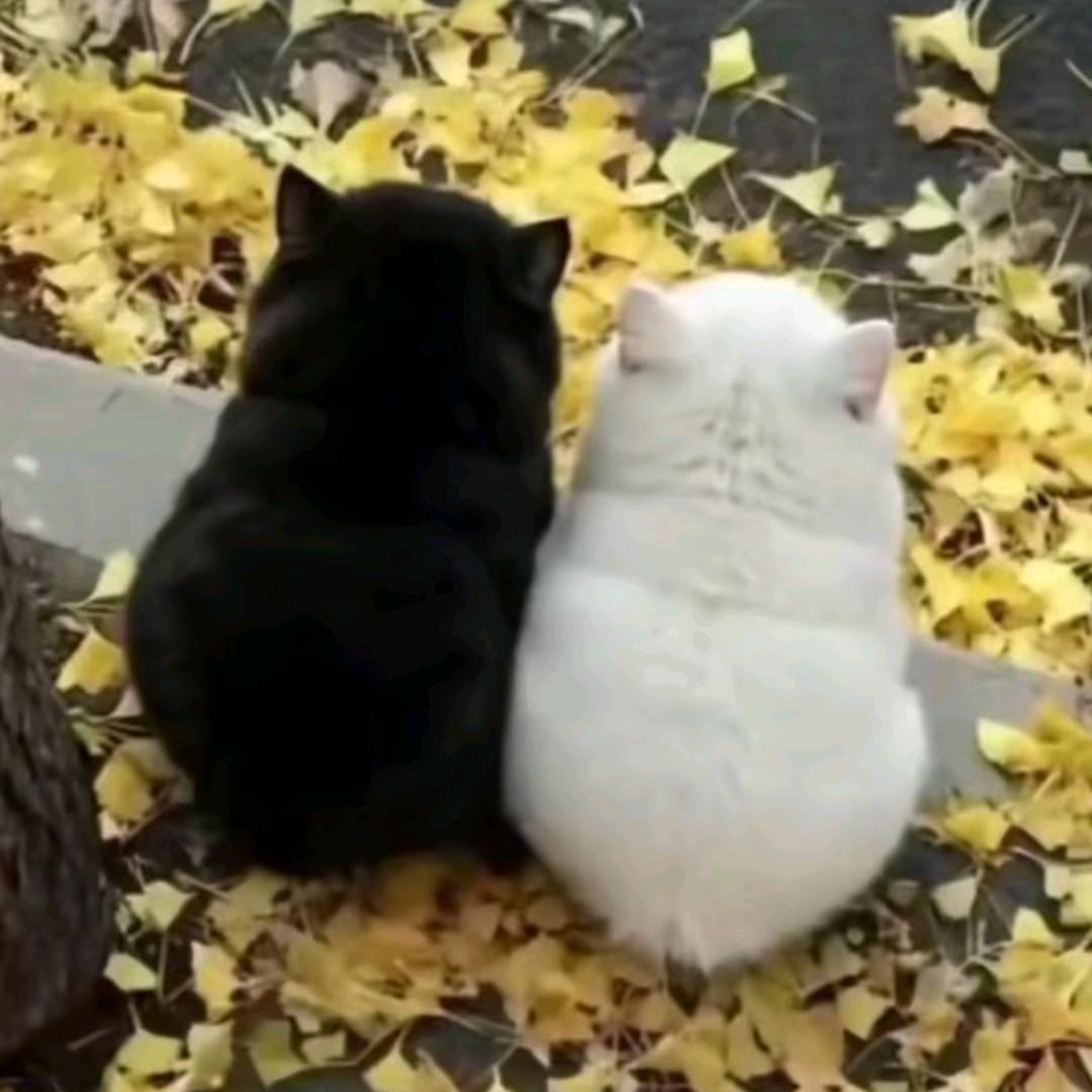 贵妇险中求