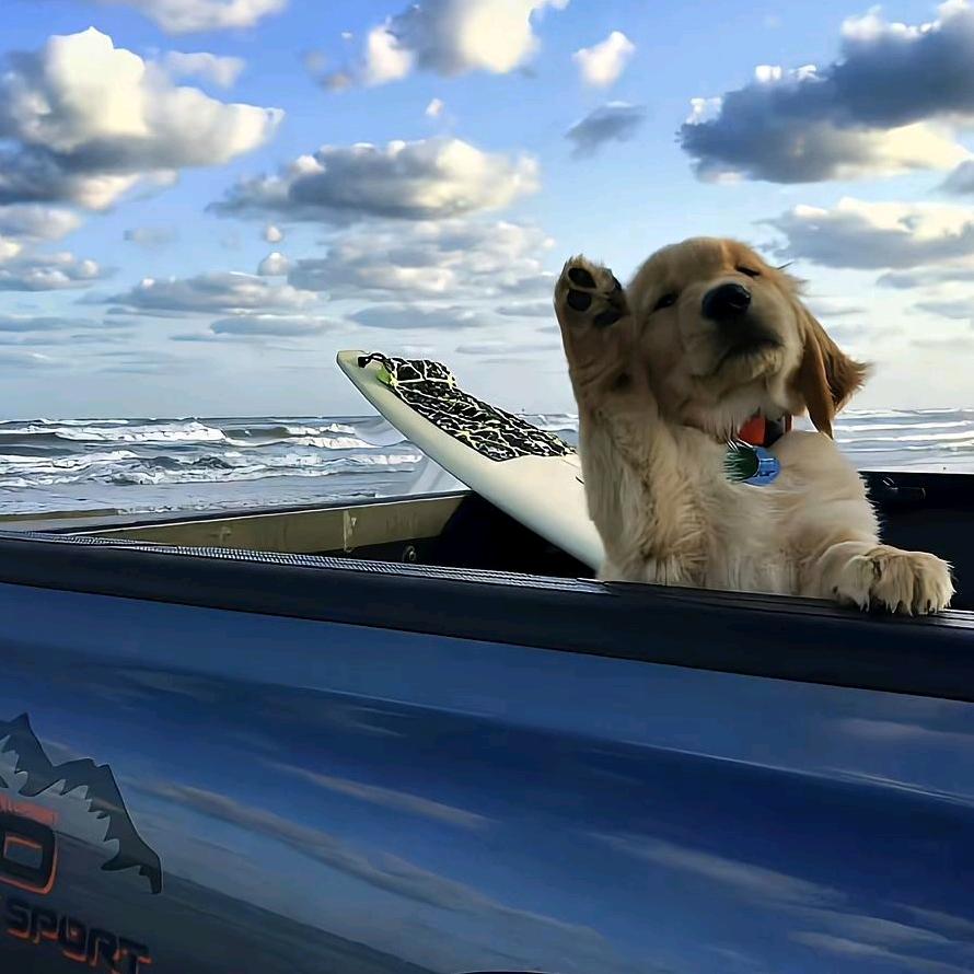 学习代码的狗子