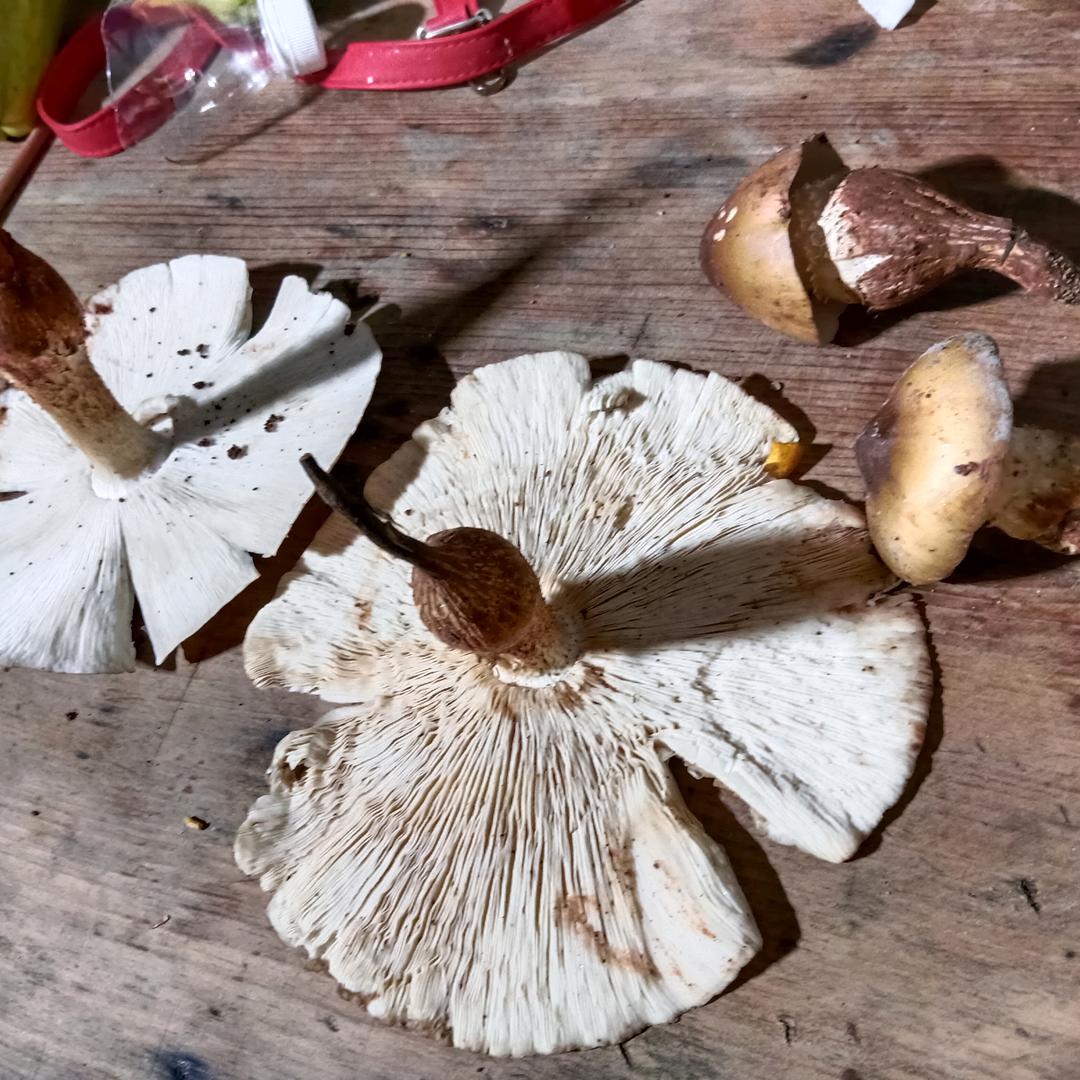 春缓开花