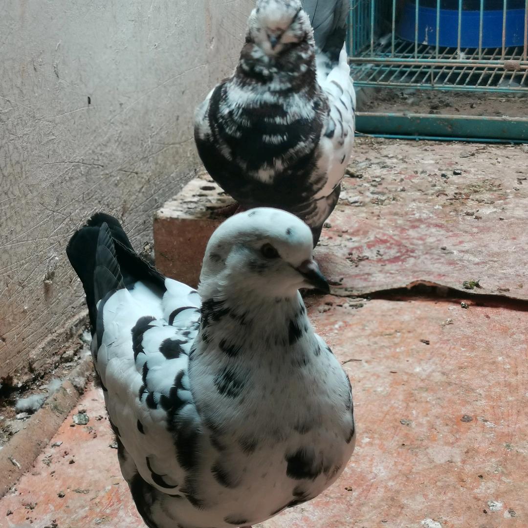 A🐦又在骗我养鸽子,🐦无锡养鸽🐦