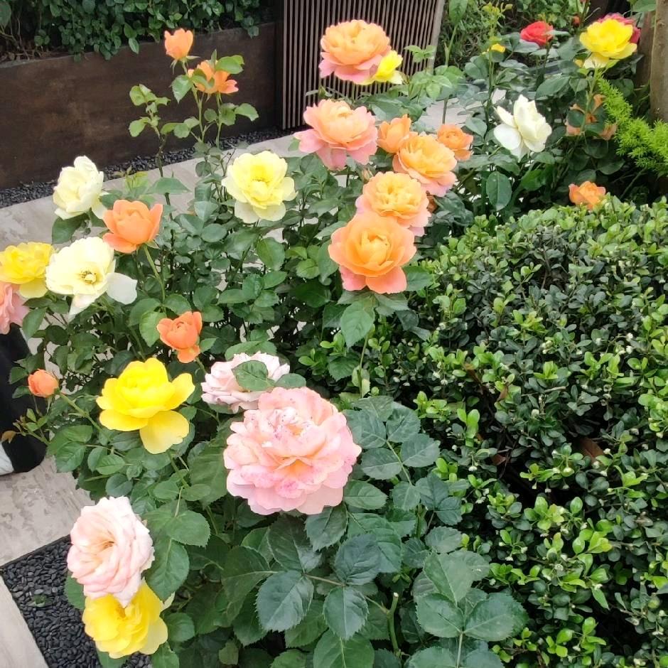 ℒℴѵℯ🥀珠联🍓璧合᭄࿐