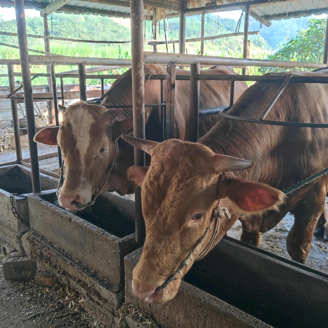老三家养黄牛肉