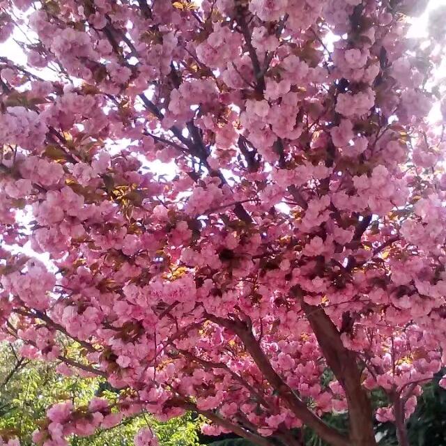 🌸画媚🌸
