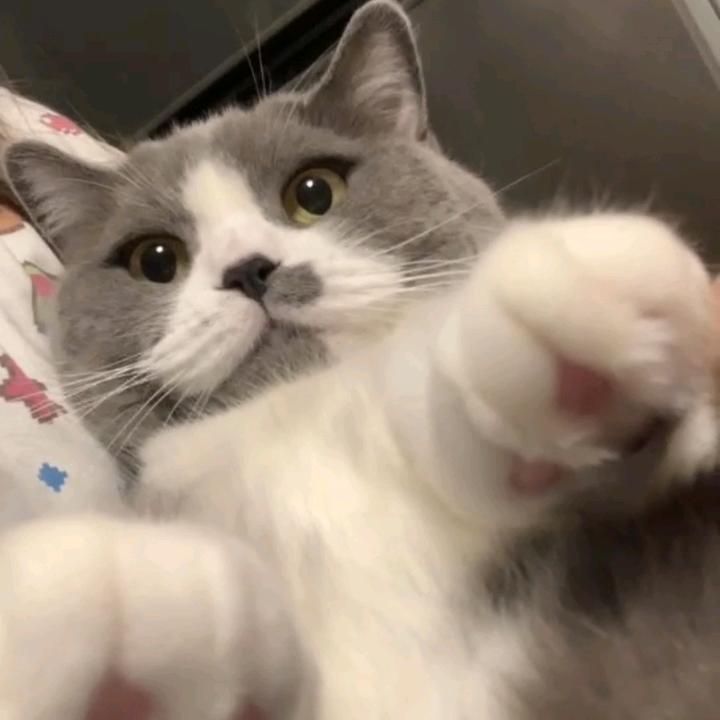 艺只猫