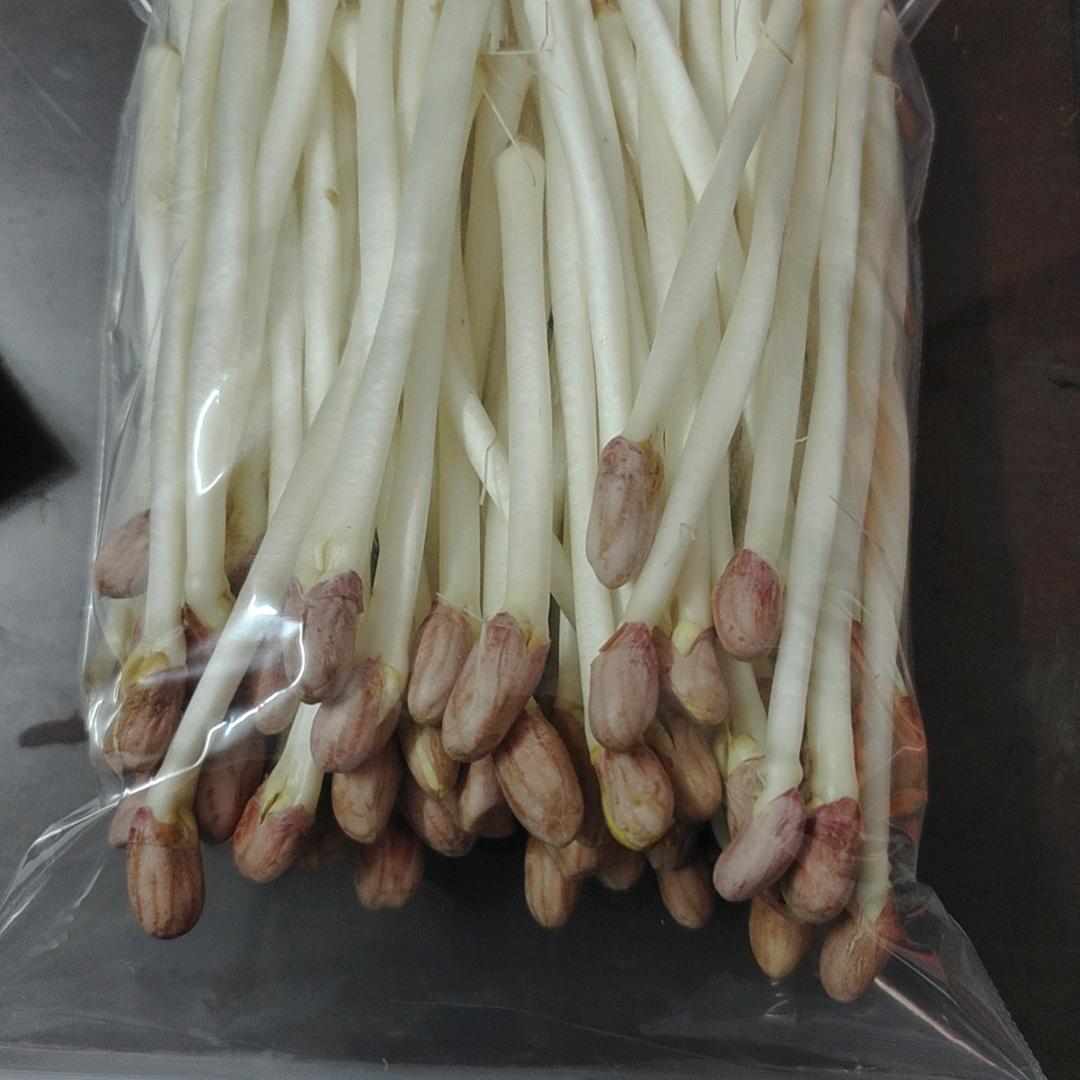 芽苗菜张哥