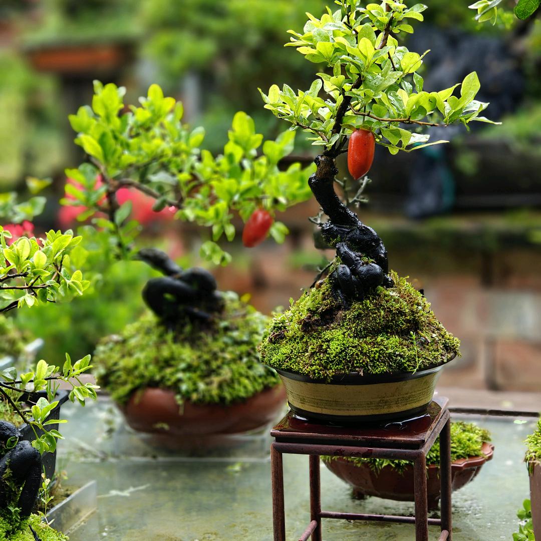 吉祥小微金弹子