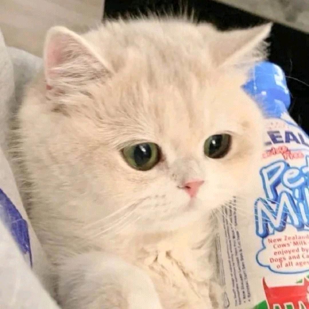 一只猫