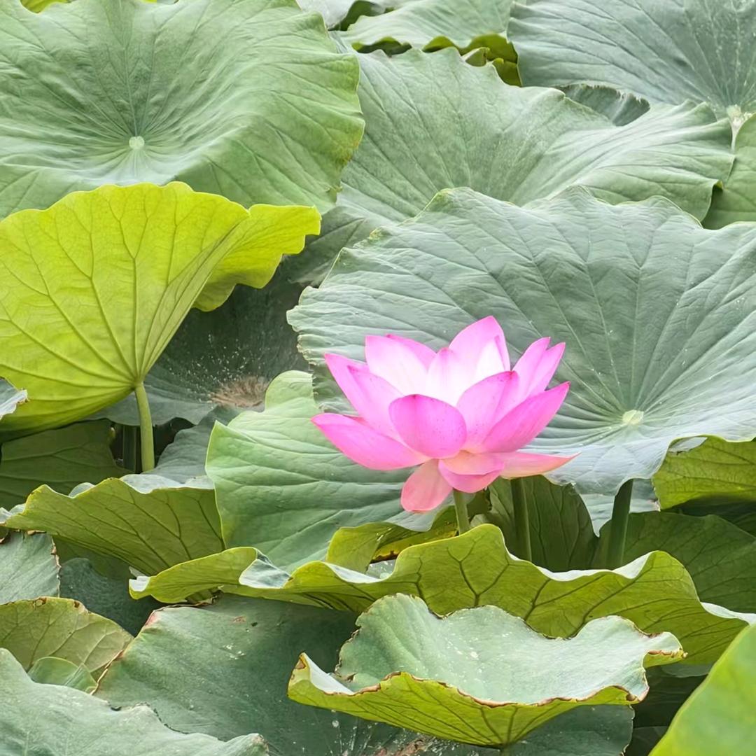 好运自然来