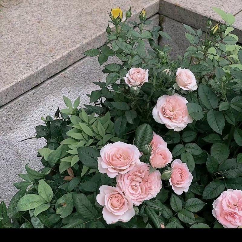 让我假装热爱生活