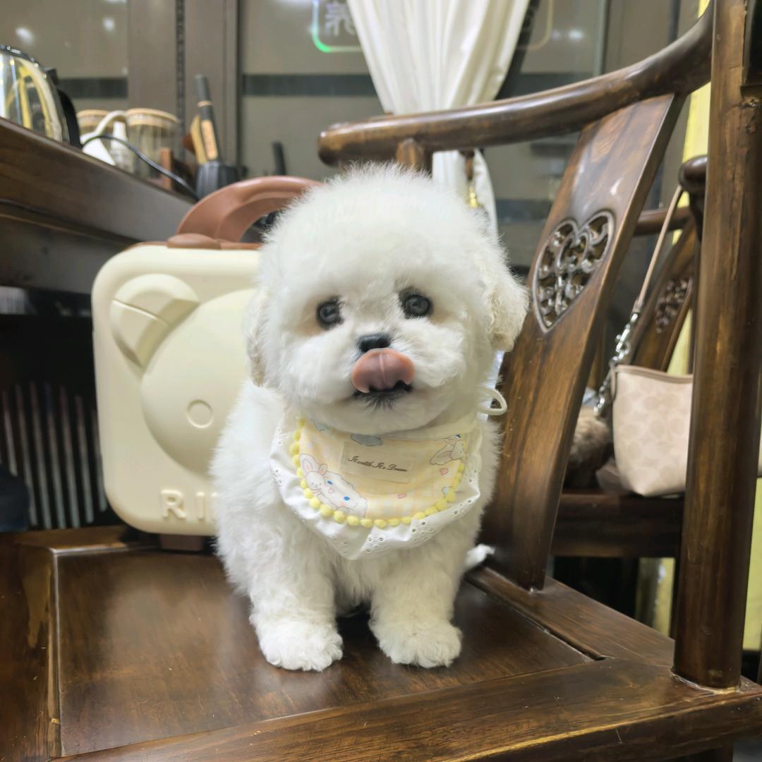 贝贝佳比熊🍋(柠檬不酸)