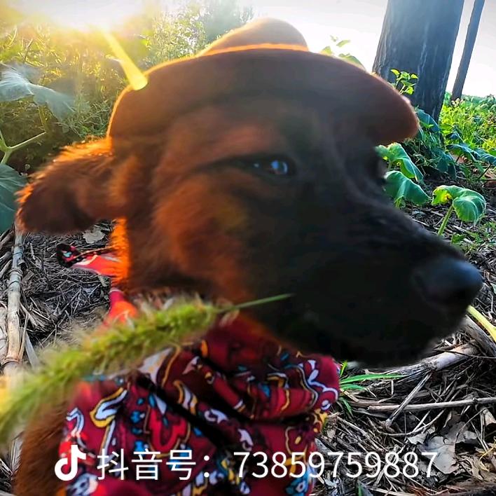 跑不动的小米