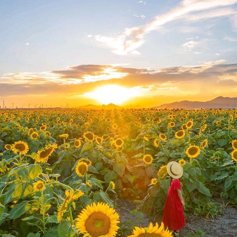 🌻🌻向日葵🌻🌻🌻