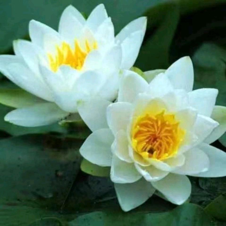 吉祥三宝🌻🌻