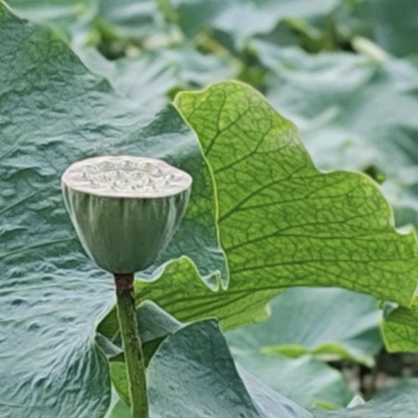 今日立秋