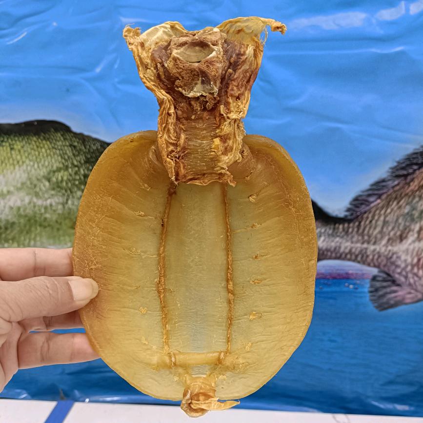 朱守福鱼胶