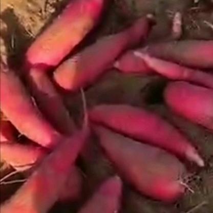 大量收购红薯