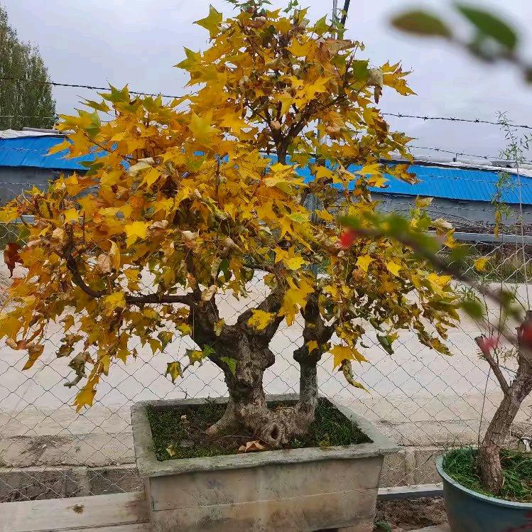 德威盆景花卉基地